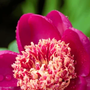 Paeonia lactiflora Charles Burgess - Eperpiros illatos bazsarózsa