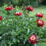 paeonia_lactiflora_charles_burgess_bokor.jpg