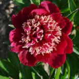 paeonia_lactiflora_charles_burgess_virag.jpg