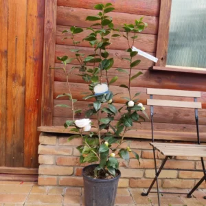 Camelia Japonica 'Snow White' - kamélia