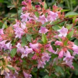 Abelia × grandiflora ‘Edward Goucher’ – Nagyvirágú tárnicslonc