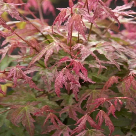 acer-palmatum-japan-juhar-1_premiumplants Acer Palmatum – Japán juhar
