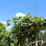 Actinidia chinensis – Kínai kivi (nőivarú)