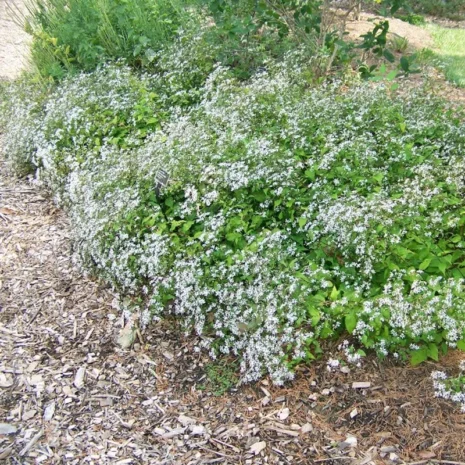 aster-divaricatus-eastern-star-ligeti-oszirozsa-2_premiumplants Aster divaricatus 'Eastern Star' - Ligeti őszirózsa