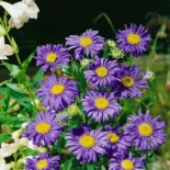 Aster × frikartii 'Jungfrau' - Őszirózsa