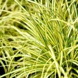 Carex morrowii ‘Vanilla Ice’ – Tarka levelű sás