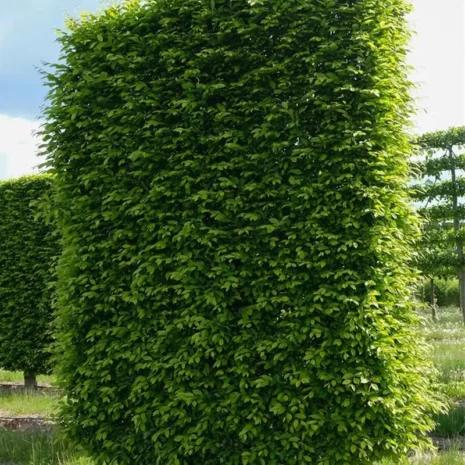 carpinus-betulus-fastigiata-oszlopos-gyertyan-1_premiumplants Carpinus betulus ‘Fastigiata’ – Oszlopos gyertyán