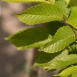 Carpinus betulus ‘Fastigiata’ – Oszlopos gyertyán