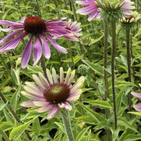 echinacea-purpurea-green-twister-bibor-kasvirag-1_premiumplants Echinacea purpurea 'Green Twister' - Bíbor kasvirág