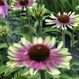Echinacea purpurea 'Green Twister' - Bíbor kasvirág