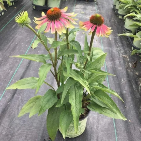echinacea-purpurea-green-twister-bibor-kasvirag-3_premiumplants Echinacea purpurea 'Green Twister' - Bíbor kasvirág