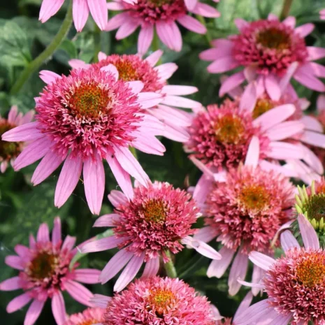 echinacea-purpurea-pink-double-delight-bibor-kasvirag-1 Echinacea purpurea 'Pink Double Delight' - Bíbor kasvirág