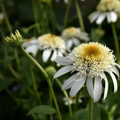 echinacea-purpurea-white-double-delight-bibor-kasvirag-1_premiumplants Echinacea purpurea 'White Double Delight' - Bíbor kasvirág