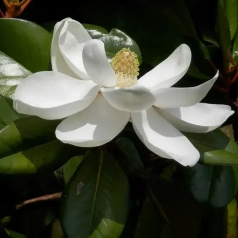 magnolia-grandiflora-little-gem-orokzold-liliomfa-1_premiumplants Magnolia Grandiflora ‘Little Gem’ – Örökzöld Liliomfa