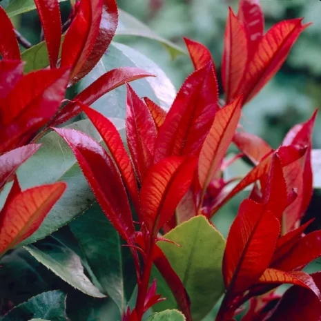 photinia-fraseri-red-robin-korallberkenye-3_premiumplants Photinia × fraseri ‘Red Robin’ – Korallberkenye