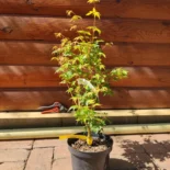 Acer palmatum 'Bihou' -Japán juhar
