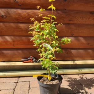 Acer palmatum 'Bihou' -Japán juhar