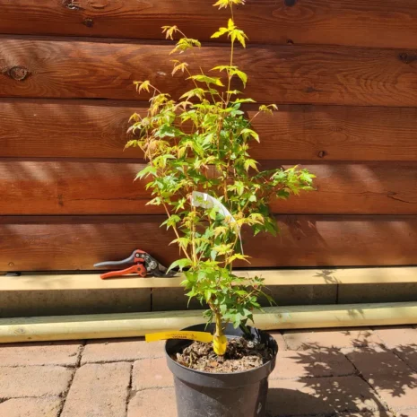 Acer palmatum 'Bihou' -Japán juhar