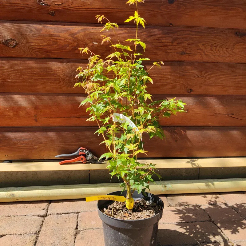 Acer palmatum 'Bihou' -Japán juhar