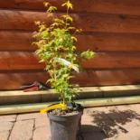 Acer palmatum 'Bihou' -Japán juhar