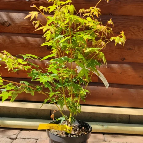 acer-palmatum-bihou-japan-juhar-premiumplants-4 Acer palmatum 'Bihou' -Japán juhar