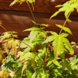 Acer palmatum 'Bihou' -Japán juhar