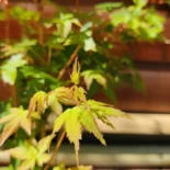 Acer palmatum 'Bihou' -Japán juhar