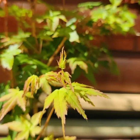acer-palmatum-bihou-japan-juhar-premiumplants-6 Acer palmatum 'Bihou' -Japán juhar