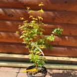Acer palmatum 'Bihou' -Japán juhar