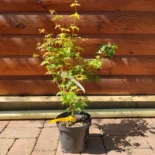 Acer palmatum 'Bihou' -Japán juhar