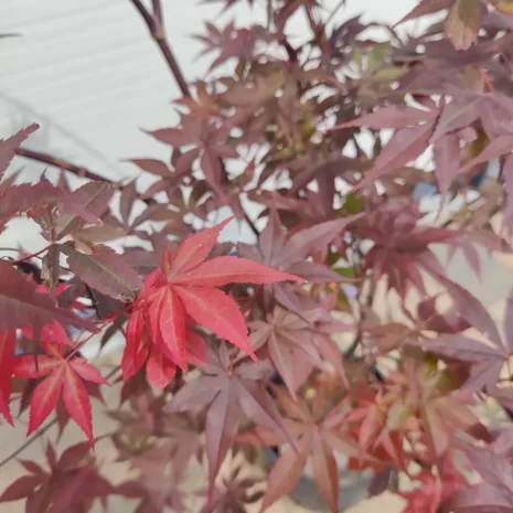 acer-palmatum-bloodgood-japan-juhar-premiumplants-1 másolata Acer palmatum 'Bloodgood' -Japán juhar