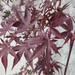 Acer palmatum 'Bloodgood' -Japán juhar