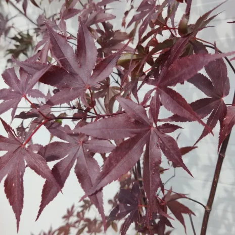 Acer palmatum 'Bloodgood' -Japán juhar