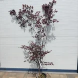 Acer palmatum 'Bloodgood' -Japán juhar