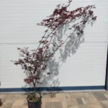 Acer palmatum 'Bloodgood' -Japán juhar