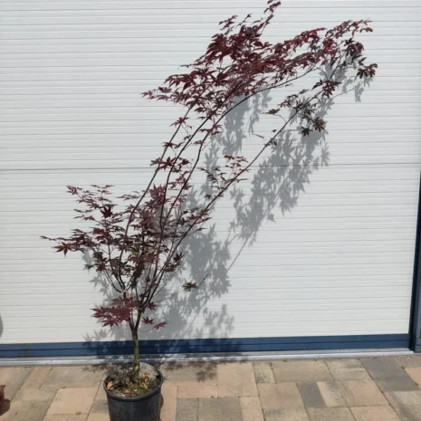 acer-palmatum-bloodgood-japan-juhar-premiumplants-4 másolata Acer palmatum 'Bloodgood' -Japán juhar