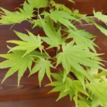 Acer palmatum 'Jordan' -Japán juhar