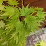 Acer palmatum 'Jordan' -Japán juhar