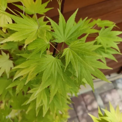 acer-palmatum-jordan-japan-juhar-premiumplants-2 másolata Acer palmatum 'Jordan' -Japán juhar