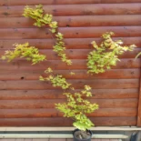 Acer palmatum 'Jordan' -Japán juhar