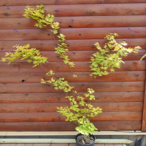 Acer palmatum 'Jordan' -Japán juhar