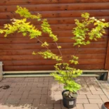 Acer palmatum 'Jordan' -Japán juhar