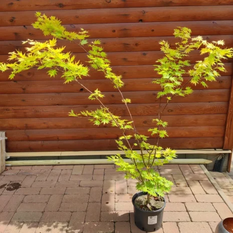 acer-palmatum-jordan-japan-juhar-premiumplants-4 másolata Acer palmatum 'Jordan' -Japán juhar