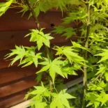 Acer palmatum 'Orange dream' -Japán juhar