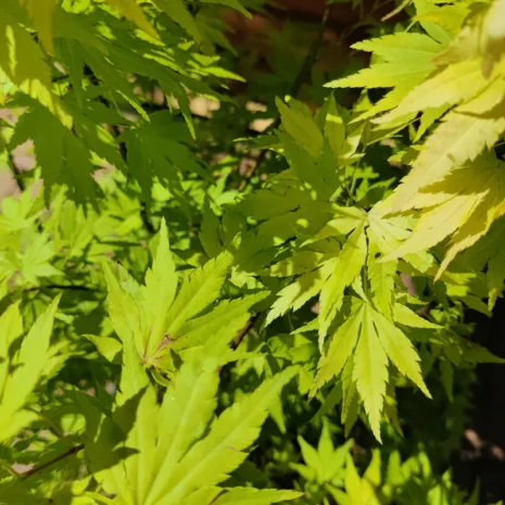 acer-palmatum-orange-dream-japan-juhar-2 Acer palmatum 'Orange dream' -Japán juhar