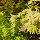 Acer palmatum 'Orange dream' -Japán juhar
