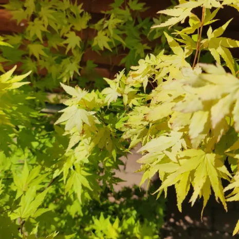acer-palmatum-orange-dream-japan-juhar-3 Acer palmatum 'Orange dream' -Japán juhar