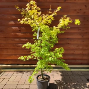 Acer palmatum 'Orange dream' -Japán juhar