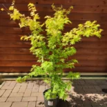 Acer palmatum 'Orange dream' -Japán juhar