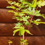 Acer palmatum 'Sangokaku' -Japán juhar